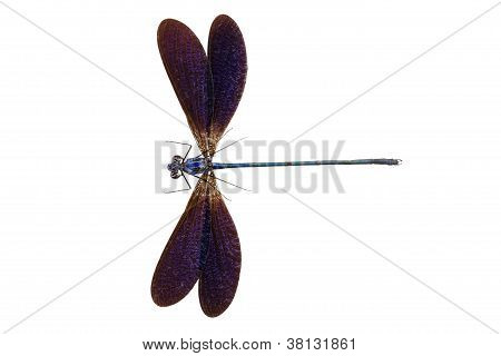 Blå dragonfly arter Vestalis luctuosa