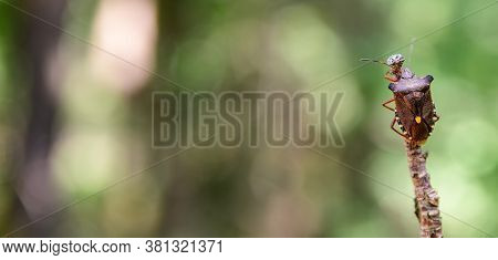 Brown Shield Bug With Orange Stripes Sitting On Top Of Leafless Bush Branch