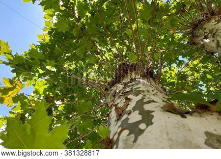 Platano Tree (platanos Hispanica) With Lobed Leaves And Blue Sky In The Background.