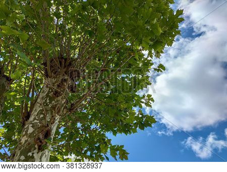 The Plantains Are Trees Of The Genus Platanus, Of The Family Platanaceae. They Are Typical Of Subtro
