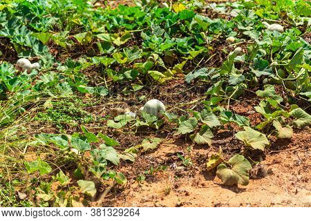 Plantation Of A Plant Popularly Known As Porongo (lagenaria Siceraria) With Fruits Ready For Harvest