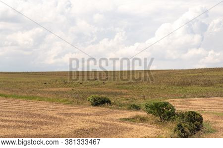 Pasture And Livestock Fields In The State Of Rio Grande Do Sul In Brazil