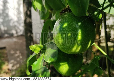 .plant And Fruits Of Passiflora Edulis Sims