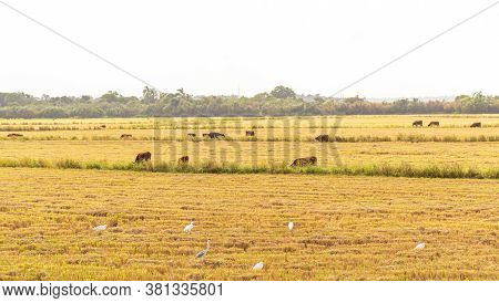 Oxen And Cows Grazing. Extensive Cattle Breeding. Brazilian Fauna. Post-harvest Rice Crop. Agricultu