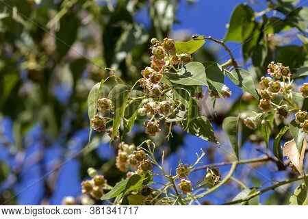 Mediterranean Flora. A Branch Of A Plant (brachychiton Populneus) With Flowers Against A Blue Sky Cl
