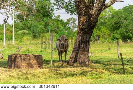 Nellore Bull. Breed Of Cattle Originating In India. It Has White Fur And Black Fur Which Gives It An