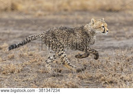 Baby Cheetah Cub With Dirty Spotty Fur Chasing In Ndutu Ngorongoro Conservation Area In Tanzania