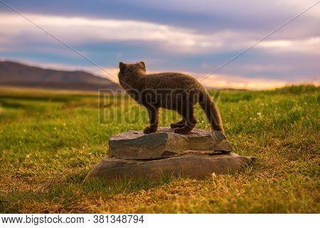 Beautiful Wild Animal In The Grass. Arctic Fox Cub, Vulpes Lagopus, Cute Animal In The Nature Habita