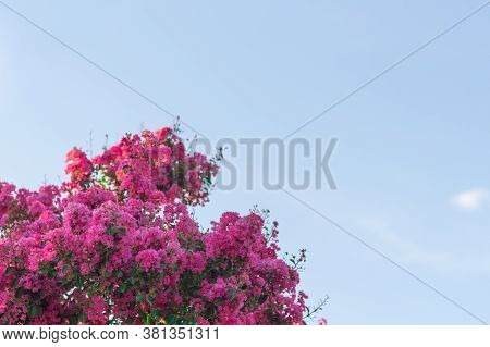 Lagerstroemia Indica In Bloom. Plant Popularly Known As Extremosa, It Is A Plant Of The Family Lythr