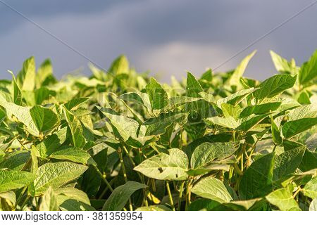 Glycine Max Plants, Also Known As Soy. It Is A Herbaceous Plant Included In The Magnoliopsida Class,