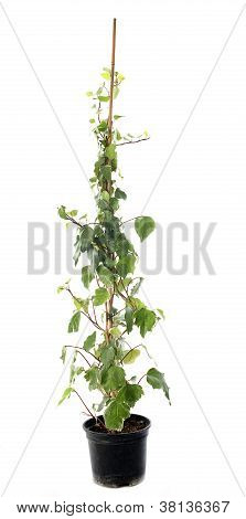 Hedera Helix