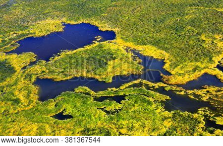dense layer of green weeds on the water - abstract natural background