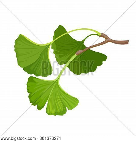 Ginkgo Biloba Herbal Green Leaf. Isolated On White. Vector