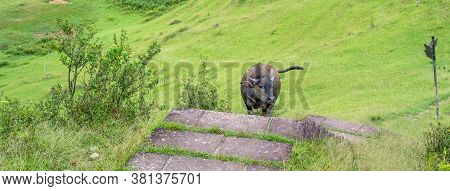 Beautiful Taiwan Water Buffalo Walking On A Stone Stair Steps In Grassland, Prairie In Taoyuan Valle