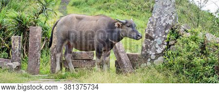 Beautiful Taiwan Water Buffalo Walking On A Stone Stair Steps In Grassland, Prairie In Taoyuan Valle