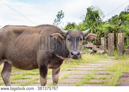 Beautiful Taiwan Water Buffalo Walking On A Stone Stair Steps In Grassland, Prairie In Taoyuan Valle