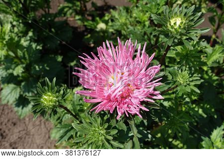 Bright Pink Flower Of China Aster With Thread Like Petals