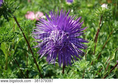Flower Of Purple China Aster With Thread Like Petals