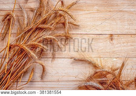 Wheat Rye Barley Oat Seeds. Whole, Barley, Harvest Wheat Sprouts. Wheat Grain Ear Or Rye Spike Plant