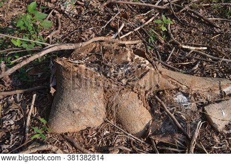 Tree Stump On Forest. Dead Tree. Stock Photo