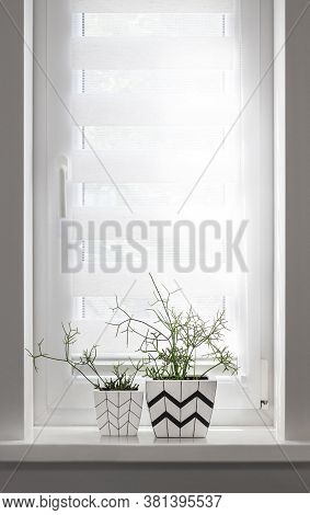 Two White Square Flower Pots With Geometric Patterns With Rhipsalis Plants Planted In Them Stand On 