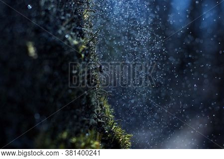 Young Green Moss Under Raindrops With Bokeh Effect, Microplants Closeup, Natural Concept