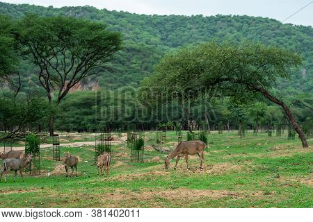 Nilgai Or Blue Bull Or Boselaphus Tragocamelus Grazing Green Grass In Monsoon Season With Scenic Lan