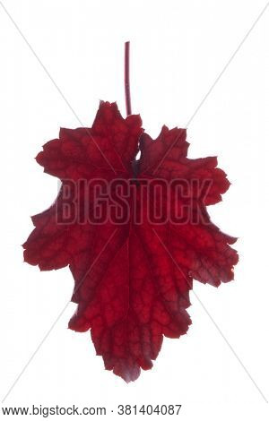 Red leaf isolated on white, back light