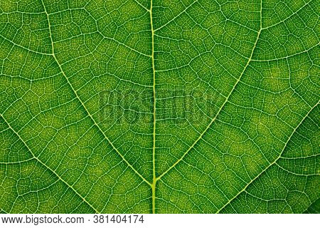 Leaf veins texture, macro shot