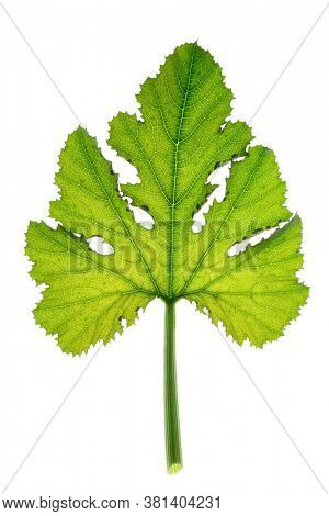 Green zucchini leaf, back light, isolated on white background