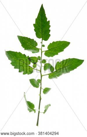 Tomato leaf isolated on white background, back light