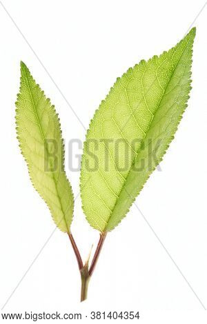 Green  sprout, back light, isolated on white background
