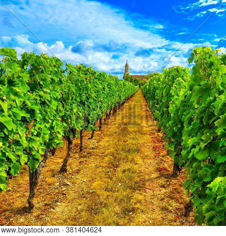 vines in a vineyard- Medoc, Bordeaux in France