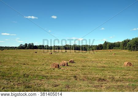 Rural Landscape With Summer Field With Many Rolled Haystacks And The Forest On Skyline On Bright Sun
