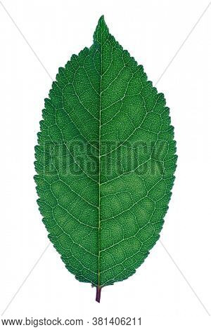 Green  leaf, back light, isolated on white background