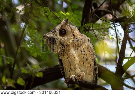 Indian Scops Owl Or Otus Bakkamoena Portrait Perched On Branch In A Natural Setting At Keoladeo Nati