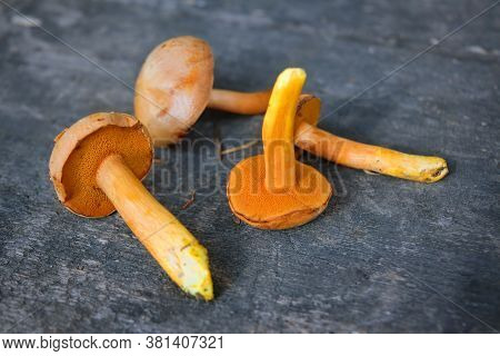 Mushroom Xerocomus Subtomentosus Over Wooden Background. Autumn Cep Mushrooms. Mushrooms Picking.