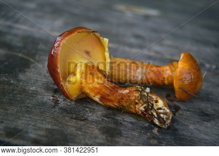Mushroom Xerocomus Subtomentosus Over Wooden Background. Autumn Cep Mushrooms. Mushrooms Picking.