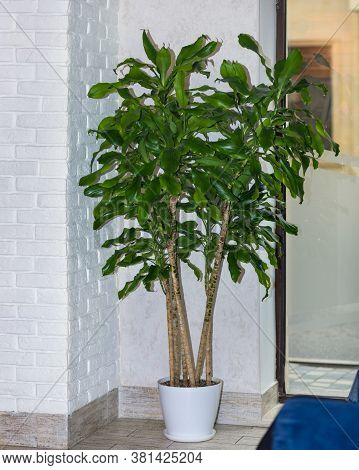 Guiana Chestnut, Pachira Aquatica, Money Tree At Office