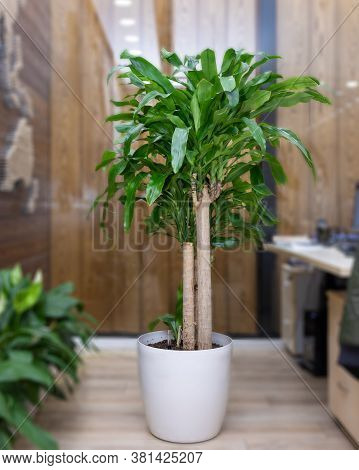 Guiana Chestnut, Pachira Aquatica, Money Tree At Office