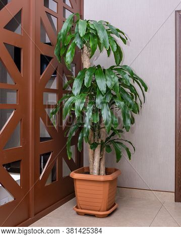Guiana Chestnut, Pachira Aquatica, Money Tree At The Office
