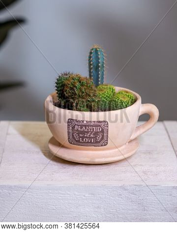 Beautiful Terrarium With Cactus, Flower, Rock, Sand Inside Gig Cup, Mug