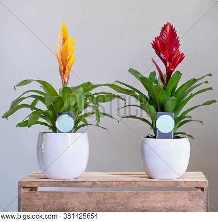 Red And Yellow Bromelia, Bromeliaceae Plants In White Pot