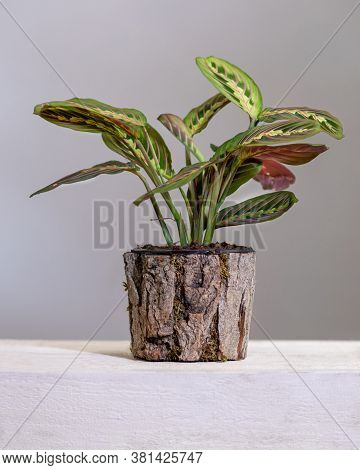Maranta Leuconeura, Prayer Plant In Wooden Pot