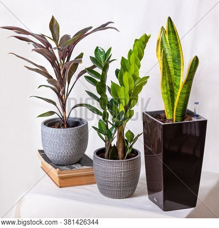 Cordyline Fruticosa Rumba, Hawaiian Ti Plant, Zanzibar Gem, Zamioculcas, Sansevieria With White Back