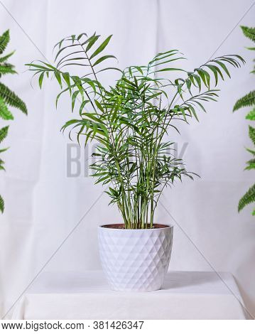Phoenix Canariensis - Canary Island Date Palm In White Pot