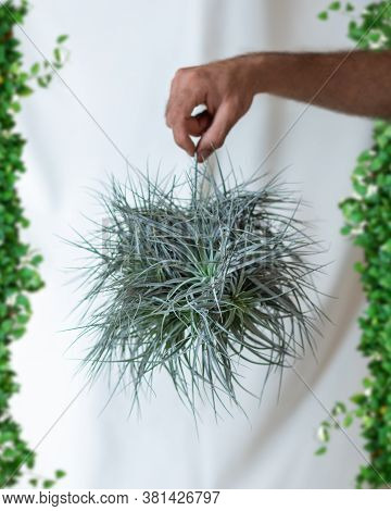 Man Holding Tillandsia Air Plant Close Up View