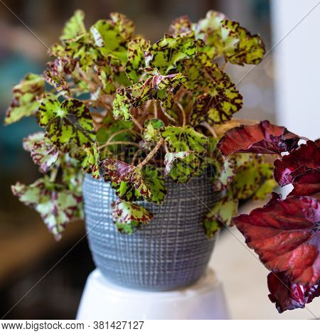 Painted-leaf Begonia, Begonia Rex In The Silver Pot