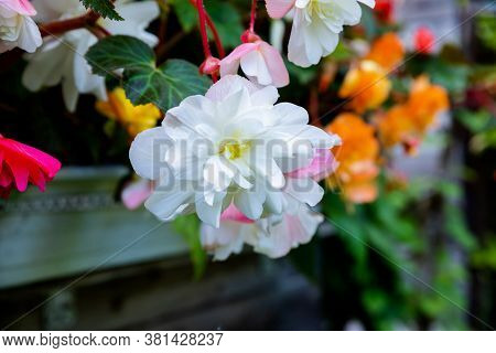 Big Flowers Of Begonia In Flowerpot In Summer Decorative Gardenseasonal Flowers.bloomimg Begonia. Su