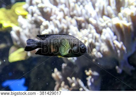 Close Up Of Tropical Fish In A Reef.